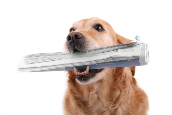 Автобус в Санкт-Петербурге протаранил остановку и сбил насмерть женщину